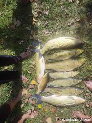 Intense Rainfall Perishes Carp Fish Stock in Dab Ganderbal - - Kashmir Patriot