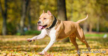 Sindelfingen: Die Stadt langt bei der Hundesteuer kräftig zu - Sindelfinger Zeitung / Böblinger Zeitung