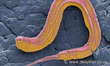 Worm mothers secrete a milk-like fluid through their vulva to feed their young