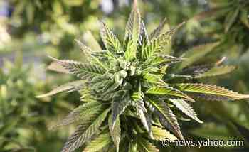 Lack of medical marijuana patients, high expense worries Louisiana lawmakers - Yahoo News