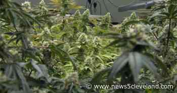 How to buy medical marijuana in Ohio - News 5 Cleveland