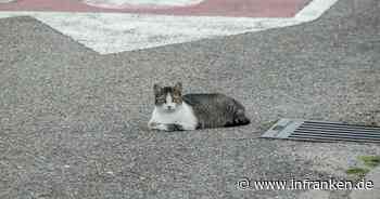 Baunach: Autofahrer weicht Katze aus und verliert Kontrolle über seinen Wagen