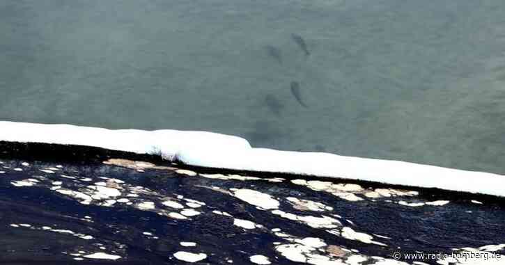 Ölpest vor «Surf City» – Notstand in Kalifornien ausgerufen