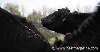 Beef up your momma cows