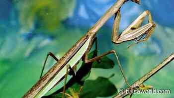 Master Gardener: Praying mantids an interesting garden guest - Tulsa World