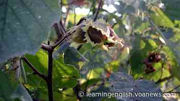 Gardener Explains Growing Filberts or Hazel Trees - VOA Learning English