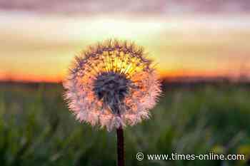 Dakota Gardener: Now is the Time to Kill Weeds in Your Lawn - Times Record