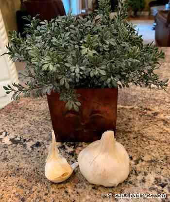 Master Gardener: Growing Garlic - Sapulpa Times