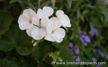 Ask the Master Gardener: A few tips for overwintering geraniums - Brainerd Dispatch