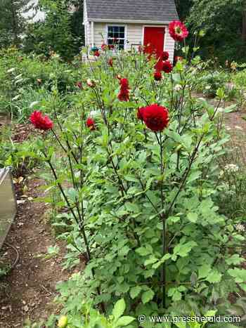 Maine Gardener: Storing the harvest - Portland Press Herald - pressherald.com