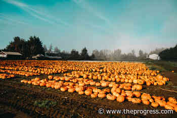 Abbotsford farm loses half its pumpkin crop due to rot – Chilliwack Progress - Chilliwack Progress