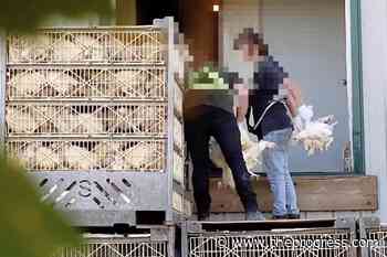 Chilliwack chicken-catching company pleads guilty to animal abuse – Chilliwack Progress - Chilliwack Progress