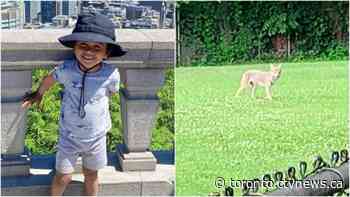 Two Ontario children were attacked by coyotes and their parents say the city isn't doing enough