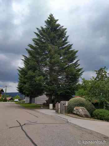 Le sapin de la place Stanislas sera made in Vosges - Epinal infos - Epinal Infos