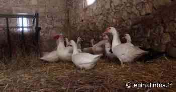 Vosges - Sauvetage d'animaux : Des nouvelles des volailles sauvées jeudi ! - Epinal infos - Epinal Infos