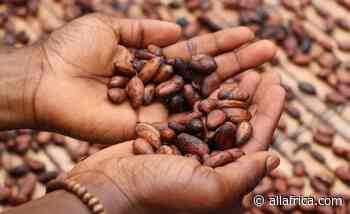 Cote d'Ivoire: Ivorian Cocoa Farmers Are Beating a System to Reduce Child Labour - Here's How - AllAfrica - Top Africa News