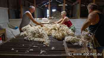China's power crisis shocks Australia's wool industry. Can an outback town save it?