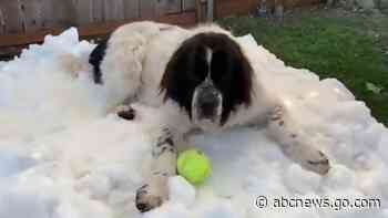 WATCH:  Dog enjoys ‘snow throne’ one last time