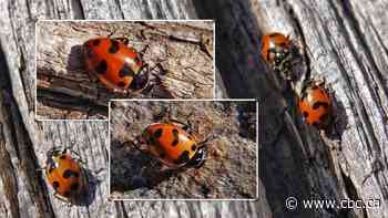 Don't call them ladybugs, says naturalist Brian Keating