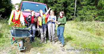 Gemeindewald Morbach: Kahlflächen mit Eichen-Wildlingen bepflanzt - Trierischer Volksfreund
