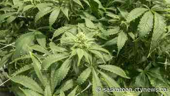 Sask. cannabis retail group says stores should be exempt from COVID-19 vaccination rules