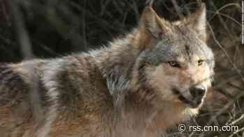 Wisconsin's wolf hunt quota is lowered following months of conflict