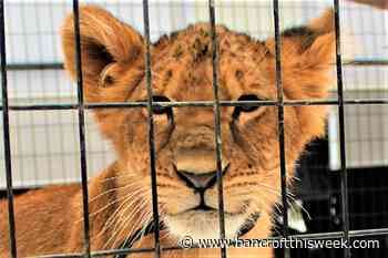 Food for free thinkers | Bancroft this Week - Bancroft This Week