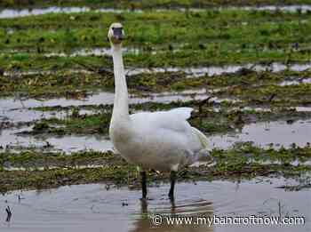 Conservation officers searching for alleged poacher - mybancroftnow.com