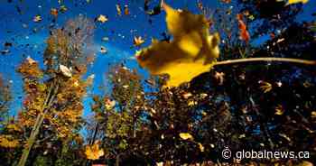 Leave some leaves to help nature