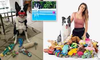 Some dogs can learn up to 12 new toy names in one week and remember them