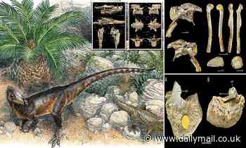 Meet T.Rex's Welsh ancestor! Bizarre chicken-sized dinosaur roamed Wales 215 million years ago