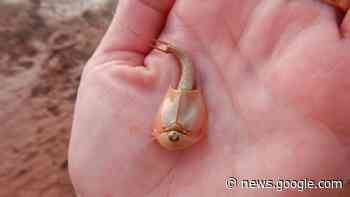 Hundreds of three-eyed 'dinosaur shrimp' emerge after Arizona monsoon - Livescience.com