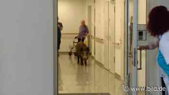 Dresden: Keiler wütet in Kurklinik - BILD