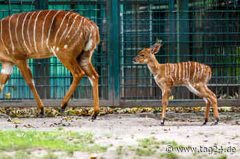 Dresden: Freude im Dresdner Zoo - endlich wieder Nachwuchs bei den Nyalas - TAG24