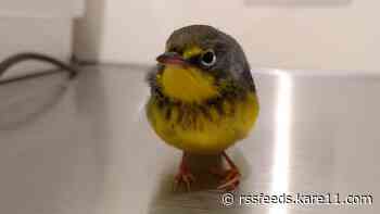 Migrating birds severely hurt after glass collisions; enthusiasts renew calls for safety