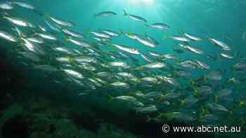 Artificial reefs even better for the reel thing, fish confirm