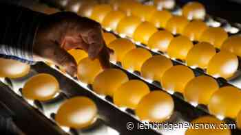 Project funding and collaboration expected to boost poultry sector innovation - Lethbridge News Now