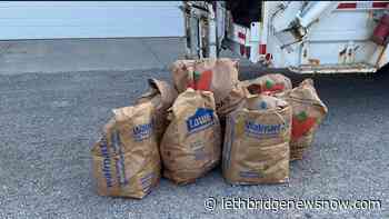 Appointments now open for Lethbridge's Fall Leaf Collection Program - Lethbridge News Now