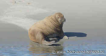 Uniek: vrouwelijke walrus gespot op zandplaat bij Schiermonnikoog - Hartvannederland.nl