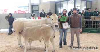 Cuneo, a novembre la 41a Mostra nazionale della razza piemontese - La Guida - LaGuida.it