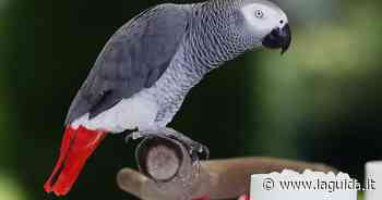 Il pappagallino e la guardia zoofila di Cuneo condannata per falso - La Guida - LaGuida.it