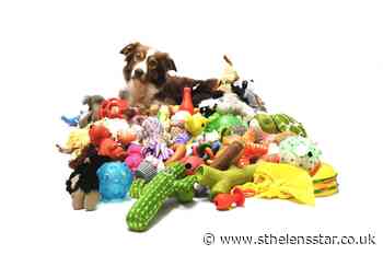Gifted dogs able to remember names of a dozen toys - St Helens Star
