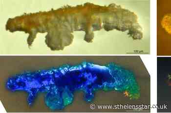 New tardigrade fossil found in 16 million-year-old amber - St Helens Star