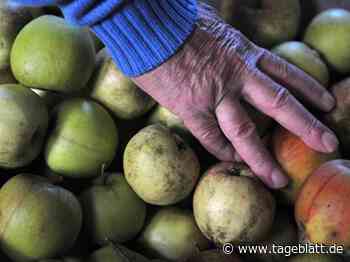 Mosterei-Saison läuft: Interesse an Obsternte lässt seit Jahren nach - Landkreis Stade - Tageblatt-online