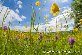 Grasslands in crisis: Why the food industry should act now - FoodNavigator.com
