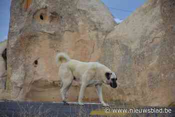 Turkse herders die hondje doodbeten en wandelaars aanvielen, gerepatrieerd naar Turkije - Het Nieuwsblad