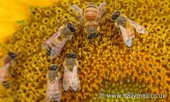 Honeybees' waggle dance reveals those in rural areas travel further for food