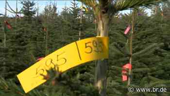 Weihnachtliche Vorfreude : Der Christbaumverkauf in Heinersreuth startet - BR24