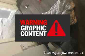 Dog found dead after Clydebank owner left her without food and water - Glasgow Times