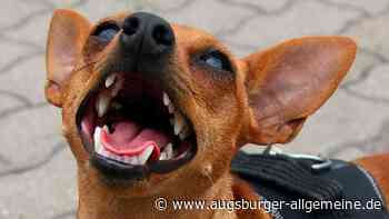 Mann tritt in Mindelheim fremden Hund - der stirbt an den Folgen - Augsburger Allgemeine